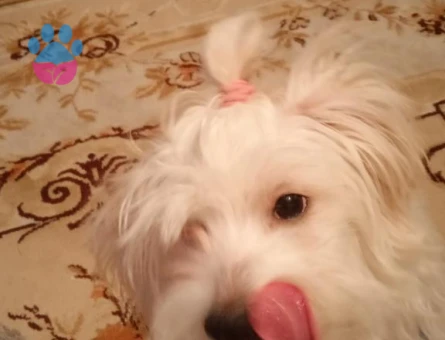 Maltese Terrrier 4 Yaşında Eş Arıyor