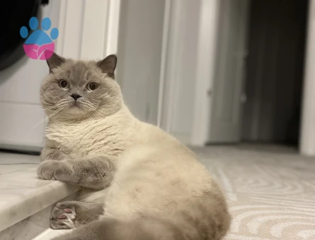 British Shorthair 4 Yaşında Eş Arıyor