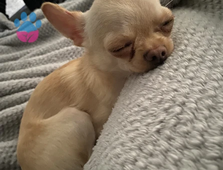chihuahua Köpeğime Eş arıyorum