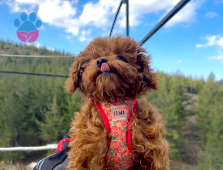 Toy Poodle Ciro Eş Arıyor