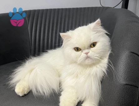 İran Kedisi 2,5 Yaşında Eş Arıyoruz