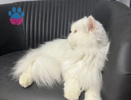 İran Kedisi 2,5 Yaşında Eş Arıyoruz