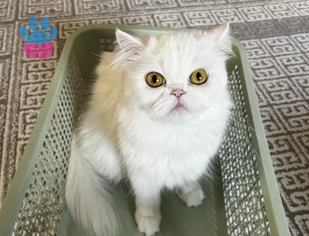 İran Kedisi 2,5 Yaşında Eş Arıyoruz