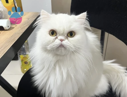 İran Kedisi 2,5 Yaşında Eş Arıyoruz