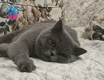 Scottish Fold Bluepoint Oğlum Eş Arıyor