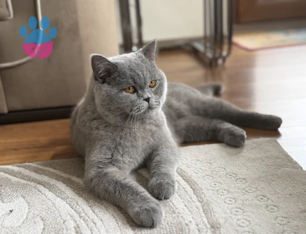 Scottish Fold Bluepoint Oğlum Eş Arıyor