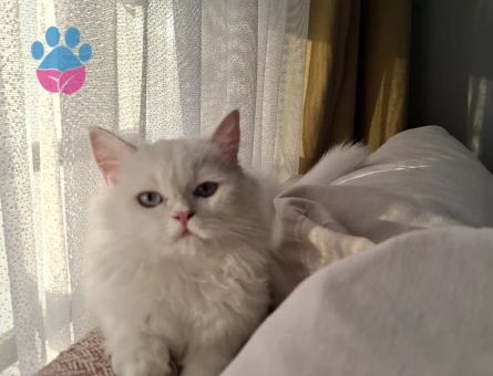 Chinchilla dişi 8 aylık kedim var.