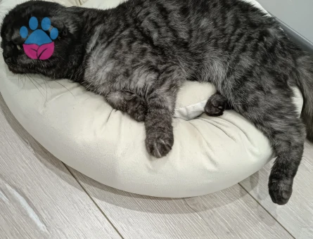 Kedime eş arıyorum