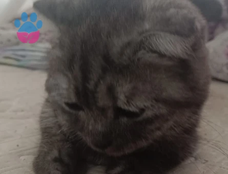Scottish Fold kedimi çiftleştirmek için eş arıyorum