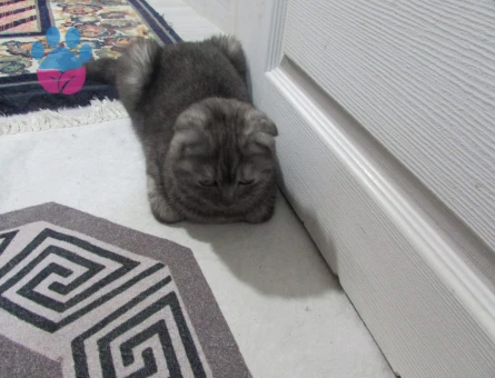 Scottish Fold kedimi çiftleştirmek için eş arıyorum