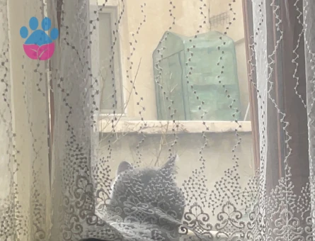 British Shorthair Prens için prenses aday aranıyor