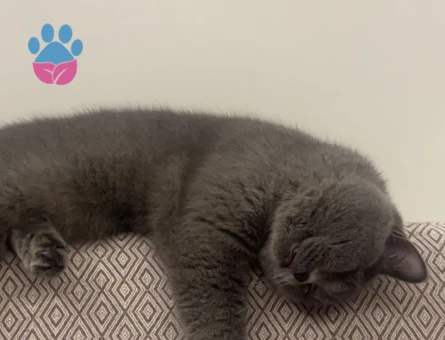 British Shorthair Prens için prenses aday aranıyor