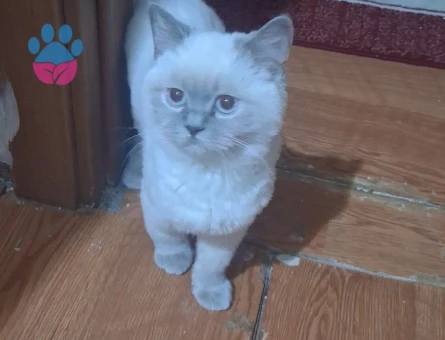 British Shorthair 6 Aylık Dişi Kedim Eş Arıyor