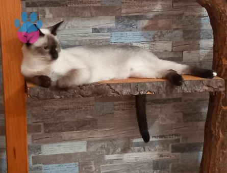 Siyam 1 Yaşında Kedime Eş Arıyorum