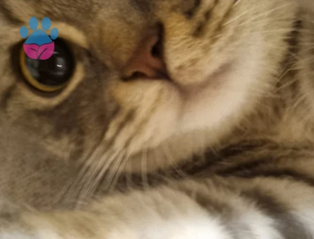 British Shorthair Kedim İçin Eş Arıyorum