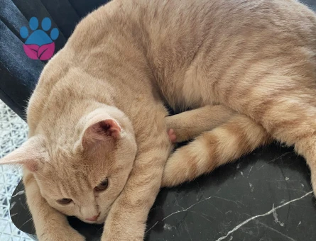 British Oğlumuza Oğlumuza kız arıyoruz