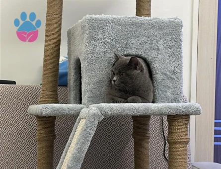 British Shorthair Prens için prenses aday aranıyor