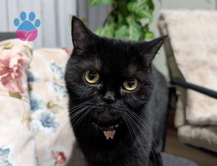 British Dişi Kedime Erkek Kedi Arıyorum