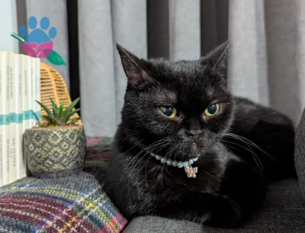 British Dişi Kedime Erkek Kedi Arıyorum