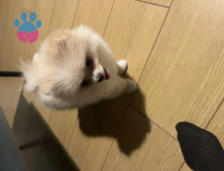 Pomeranian Boo 1 Yaşında Dişi Eş Arıyor