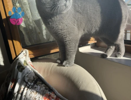 2 Yaşında British Shorthair Eş Arıyor