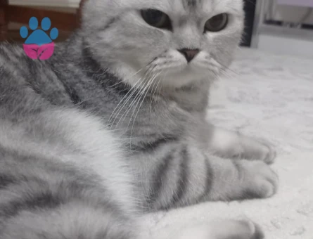 Scottish Straight 2 Yaşında Leo Eş Arıyorum