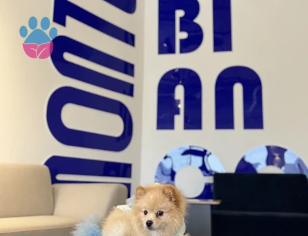 DİŞİ POMERİAN ARANMAKTADIR