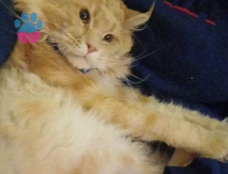 Oğlumuz Behlül'le eş arıyoruz