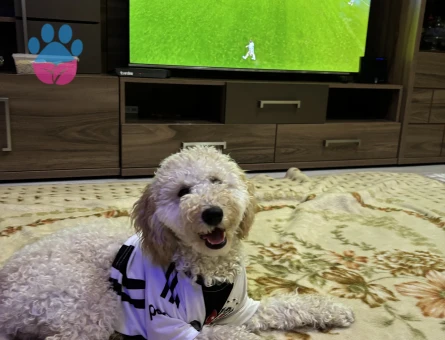 Oglumua eş arıyorum