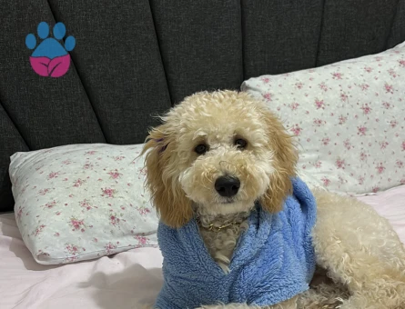 Oglumua eş arıyorum