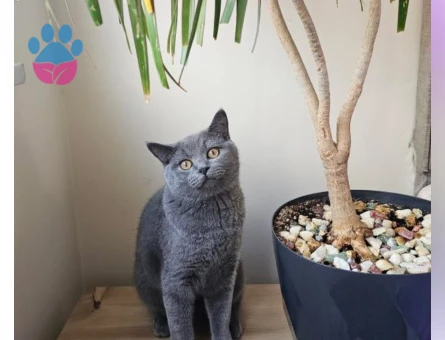 Yakışıklı Oğlumuza es arıyoruz