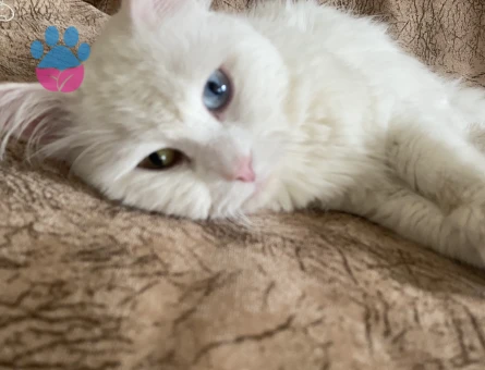 Oğlumuz için eş arıyoruz