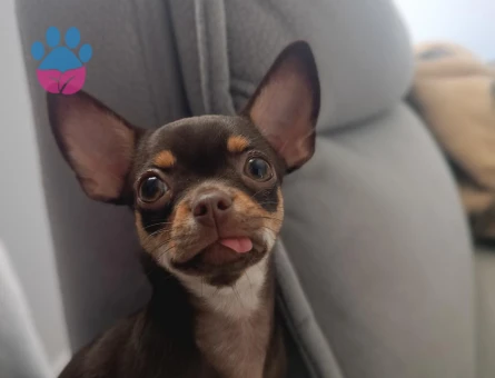 Çifleşecek yakışıklı bireyleri arıyoruz