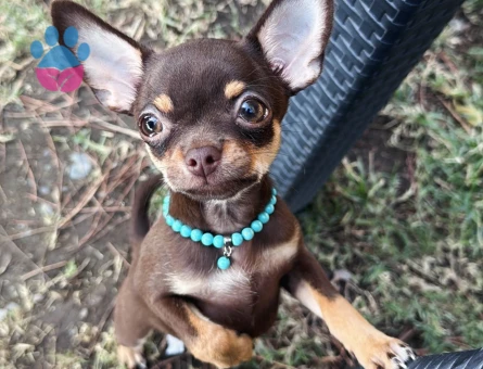 Çifleşecek yakışıklı bireyleri arıyoruz