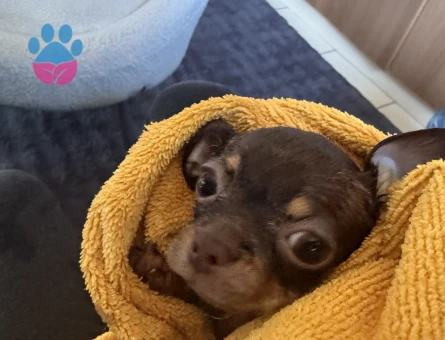 Çifleşecek yakışıklı bireyleri arıyoruz