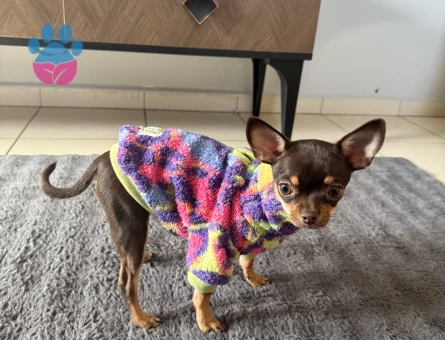 Çifleşecek yakışıklı bireyleri arıyoruz