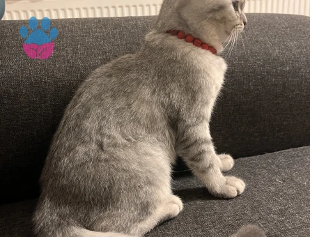 1 yaşında british shorthair silver Kedim için erkek eş arıyorum.