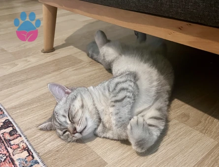 1 yaşında british shorthair silver Kedim için erkek eş arıyorum.