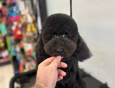 MAX İÇİN ÇAPKINLIK VAKTİ