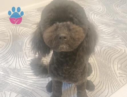 MAX İÇİN ÇAPKINLIK VAKTİ