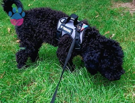 MAX İÇİN ÇAPKINLIK VAKTİ