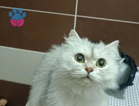 British Longhair Silver Shaded