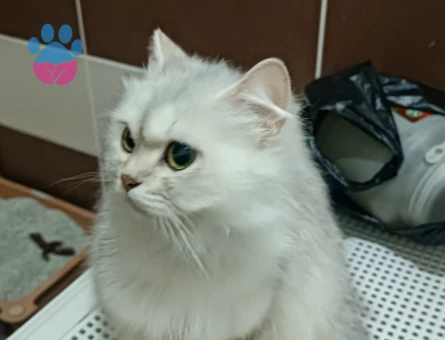 British Longhair Silver Shaded