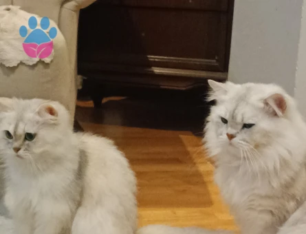 British Longhair Silver Shaded