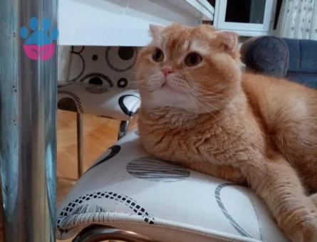 Dişi kedi arıyoruz