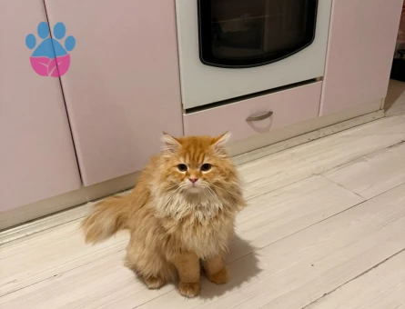British Longhair Kedime Eş Arıyorum