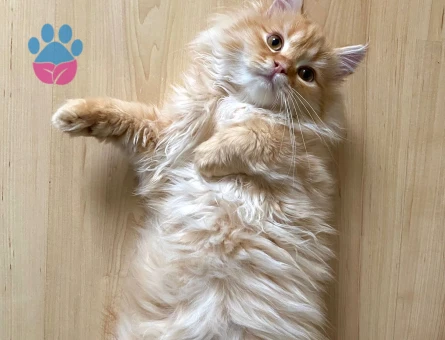 British Longhair Kedime Eş Arıyorum