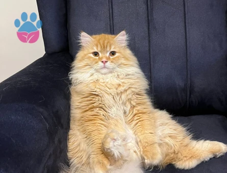 British Longhair Kedime Eş Arıyorum