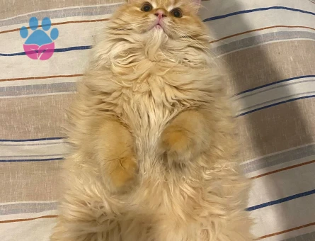 British Longhair Kedime Eş Arıyorum