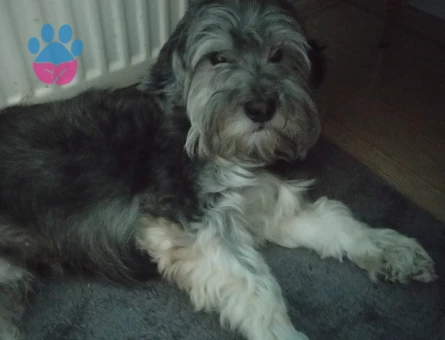 Kızgınlıktaki oğlumuz berduşa eş arıyoruz.